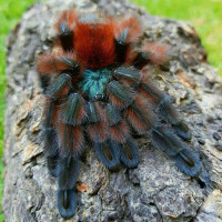 Caribena versicolor L2-3