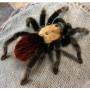 Паук «Brachypelma albiceps» (Брахипельма альбицепс) самка 5-6см.