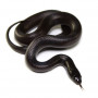 Королевская чёрная змея "S" (Lampropeltis getula nigrita)
