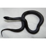 Королевская чёрная змея "S" (Lampropeltis getula nigrita)