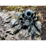 Grammostola pulchra самка 3см
