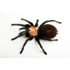 Brachypelma albiceps самка 5-6см.