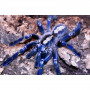Паук «Poecilotheria Metallica» (ультрамариновый птицеед) L2-3