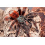 Avicularia versicolor L2-3