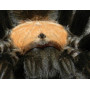 Паук «Brachypelma albiceps» (Брахипельма альбицепс) самка 5-6см.