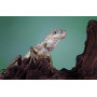 Лесной дракон (Hypsilurus magnus)