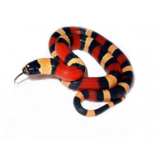 Молочная змея Кемпбела Apricot "S" ( Lampropeltis triangulum campbelli Apricot)