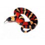 Молочная змея Кемпбела Apricot "S" ( Lampropeltis triangulum campbelli Apricot)