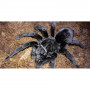 Grammostola pulchra самка 3см