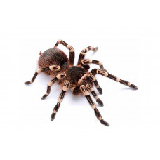 Acanthoscurria geniculata L2-3