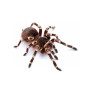 Acanthoscurria geniculata L2-3