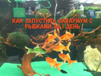 Как запустить аквариум с рыбками за 1 день | Бактерии Tetra | Эксперимент