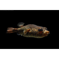 Тетрадон горбатый палембанг (Tetraodon palembangensis)
