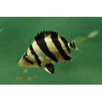 Окунь меконгский (Datnioides undecimradiatus) 10см.