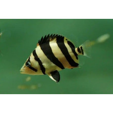 Окунь меконгский (Datnioides undecimradiatus) 10см.