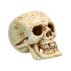 Скелеты и черепа