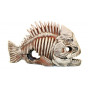 Скелет рыбы 