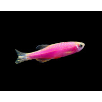 Данио GLO розовый 2-2,5см