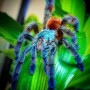 Avicularia versicolor L2-3