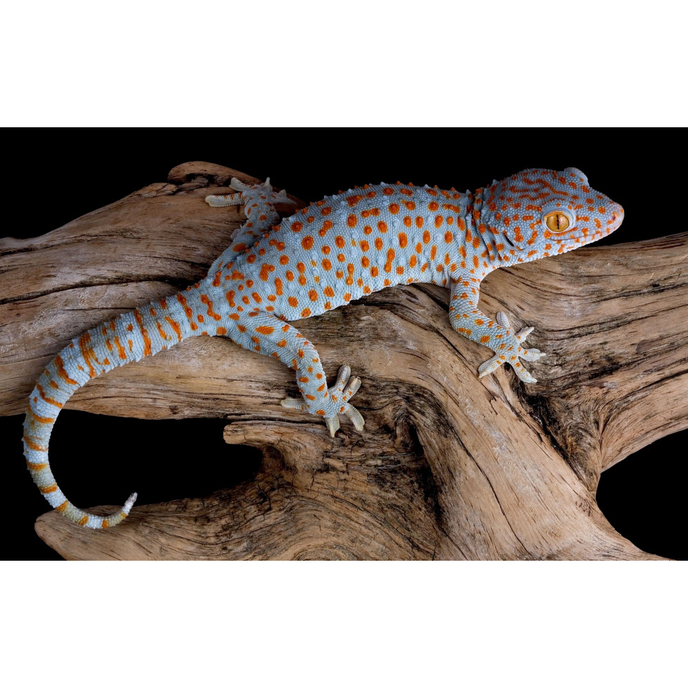 Геккон Токи (Gekko gecko)