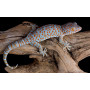 Геккон Токи (Gekko gecko)