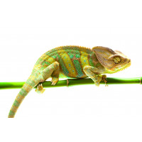 Йеменский хамелеон самец 3-4 мес.