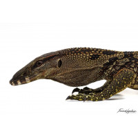 Южноазиатский варан