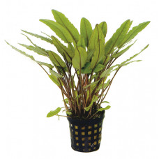 Криптокорина Пётча (Cryptocoryne petchii)