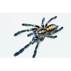 Poecilotheria Metallica самка 3-4см.