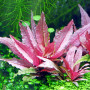 Криптокорина Фламинго (Cryptocoryne sp. Flamingo)