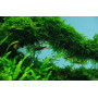 Мох плакучий Випинг (Vesicularia ferriei Weepimg Moss)