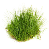 Элеохарис мини (Eleocharis sp. «Mini»)