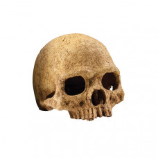 Череп Примата Hagen Exo-Terra Primate Skull 11х14х9.5 см.