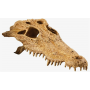 Череп Крокодила Hagen Exo-Terra Crocodile Skull 23х12х7.5см.