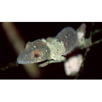 Геккон мшистый плоскохвостый (Uroplatus Sikorae) пара