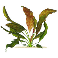 Эхинодорус «Красное пламя» (Echinodorus «Red Flame»)