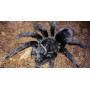 Grammostola Pulchra L 2-3