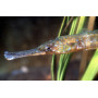 Рыба-игла пресноводная (Microphis martensii)