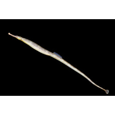 Рыба-игла пресноводная (Microphis martensii)