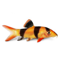 Боция клоун (Chromobotia macracanthus) 7-8см.