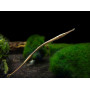 Рыба-игла пресноводная (Microphis martensii)