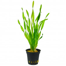 Валлиснерия спиральная (Vallisneria spiralis)