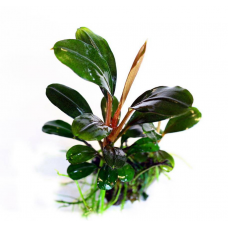 Буцефаландра зелёная широколистная (Bucephalandra Green Broad Leaf)