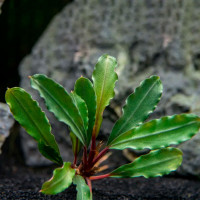 Буцефаландра библис блю скай