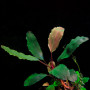 Буцефаландра тея (bucephalandra theia)