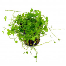 Гидрокотила трипартита (Hydrocotyle tripartita)