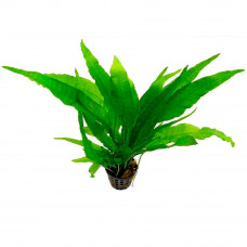 Папоротник Филиппинский (Microsorium philippine)