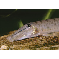 Акантопсис лошадиноголовый (Acanthopsis choirorhynchus)