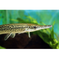 Щука,миссисипский панцирник (Lepisosteus spatula) 10см