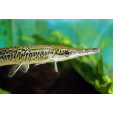 Щука,миссисипский панцирник (Lepisosteus spatula) 10см